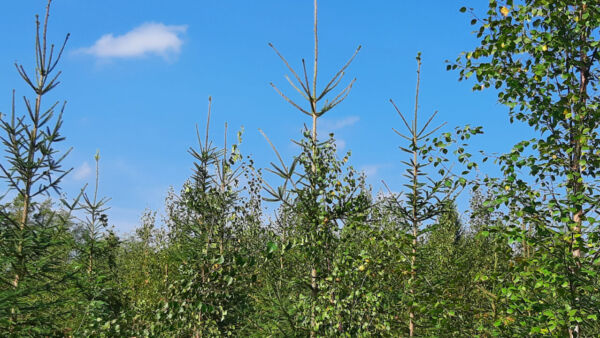 Jutun vesakkoviidakko muuttui vähä vähältä kasvuisaksi kuusikoksi vaikka ei olisi aluksi uskonut. (Kuvaaja: Mikko Riikilä)
