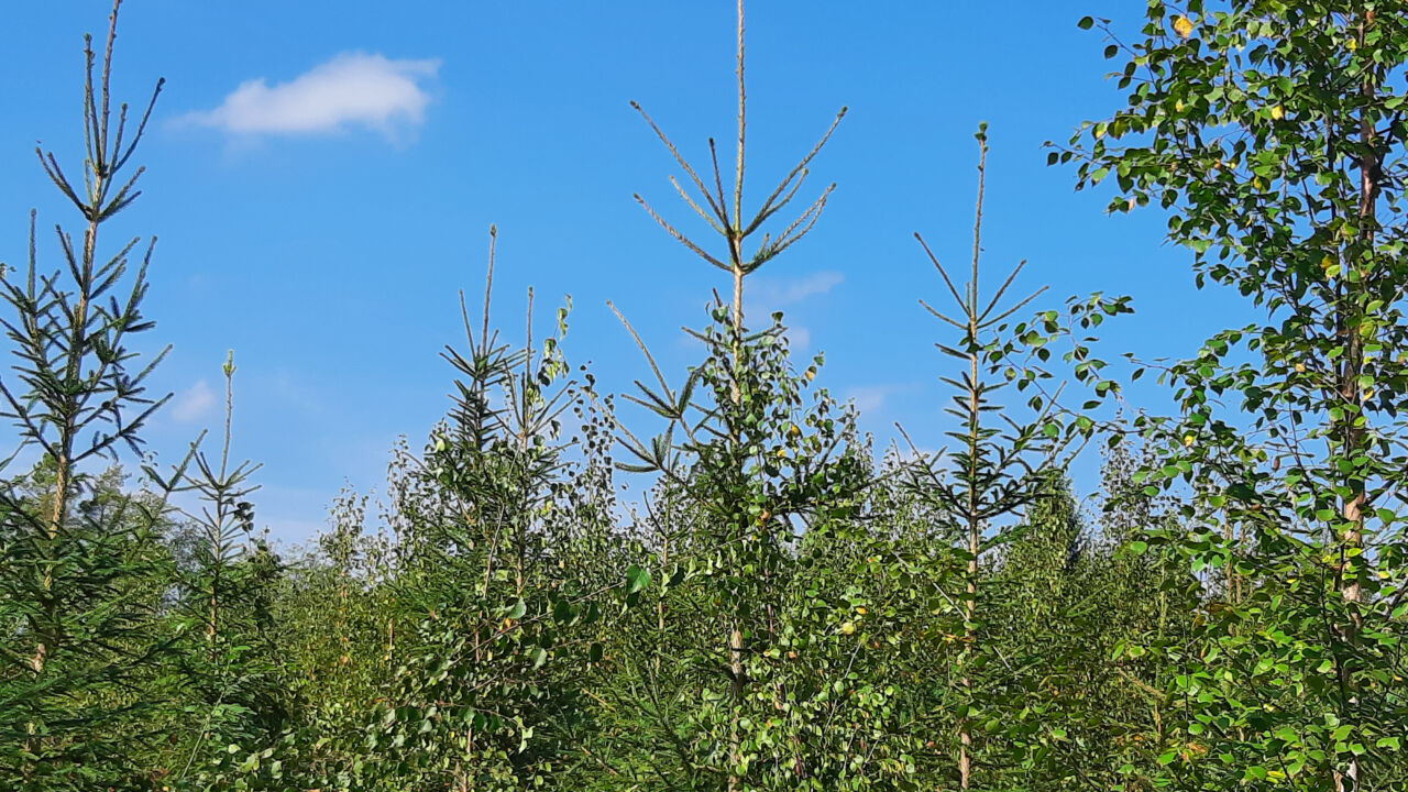 Viidakko vastassa – Oletko valmis kohtaamaan supervesakon?