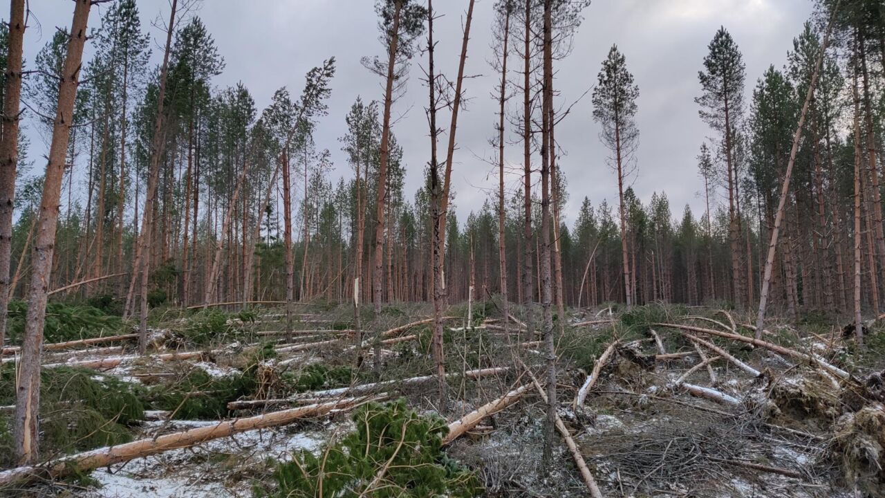 Hannes-myrsky teki isot metsätuhot – huonosti vetävä puumarkkina huolettaa